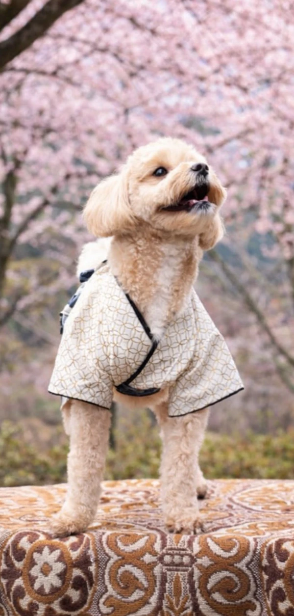 サクラテーブル